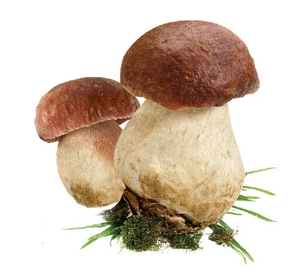 funghi porcini surgalati manzoni